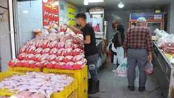کشتار روزانه ۲۱۰ تن مرغ در لرستان