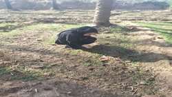 آغاز کشت گشنیز در کارون