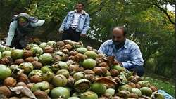 ارزش اقتصادی ۶۷۵ میلیارد ریالی محصول گردو در بهشهر