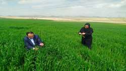 هشدار مدیر حفظ نباتات جهاد کشاورزی آذربایجان شرقی درباره مشاهده شته روسی در مزارع گندم