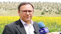 افزایش سطح کشت کلزا در لرستان؛ پیش‌بینی برداشت ۶ هزار و ۵۰۰ تن کلزا در سال جاری