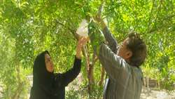 آغاز فعالیت پایش مستمر مگس میوه مدیترانه ای در شهرستان زارچ