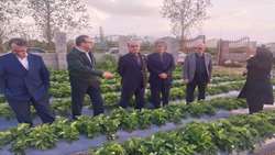 بازدید استاندار گیلان از شهرک گلخانه ای کیشستان صومعه سرا