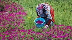 پیش بینی برداشت ۶۸۰۰ تنی گل گاوزبان در گیلان