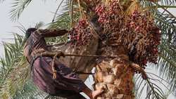 پرورش و برداشت بیش از ۲۵ نوع خرما در نیکشهر سیستان و بلوچستان