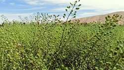 سهم ۵۰ درصدی خراسان شمالی از خرید تضمینی کاملینا در کشور