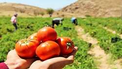 فصل پر کار کشاورزان خراسان شمالی با آغاز برداشت محصولات تابستانی