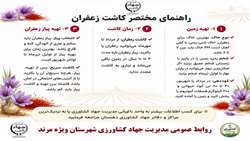 راهنمای مختصر کاشت زعفران