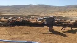 اختصاص ۳۴۰ میلیون تومان اعتبار جهت ارتقای بهره‌وری دام عشایر البرز