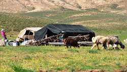 اجرای طرح «افزایش تولید در دامداری‌های روستایی و عشایری » در ۵۳ روستای استان زنجان