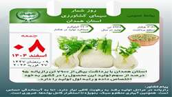 همدان قطب تولید رازیانه کشور با سهم ۹۵ درصدی