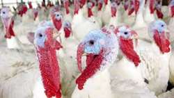 فعالیت ۱۰ واحد پرورش بوقلمون در همدان؛ تولید سالانه ۱۴۴۸ تن گوشت
