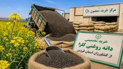  پیش‌بینی خرید بیش از ۱۵۰۰ تن کلزا از کشاورزان قزوینی