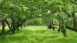 توسعه ۸۰۰ هکتاری باغات لرستان با توزیع و کاشت ۱۸۰ هزار اصله نهال