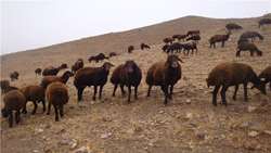 افزون بر ۱.۹ میلیارد ریال اعتبار برای اصلاح نژاد دام‌ خراسان شمالی تخصیص یافت