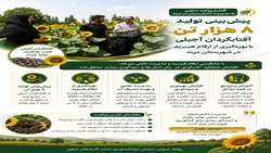 پیش‌بینی تولید ۸ هزار تن آفتابگردان آجیلی با بهره‌گیری از ارقام هیبرید در مرند