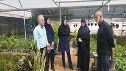 ظرفیت‌سنجی تولید گل و گیاهان زینتی در گلخانه کوچک‌مقیاس ایلام