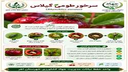  آفت سرخرطومی گیلاس 