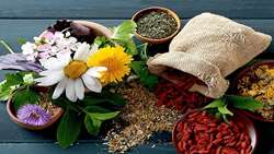 پژوهشگران تات ۸۰۰ گونه گیاه دارویی را مستندسازی کردند