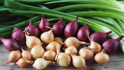 افزایش ۱۵ درصدی سطح زیر کشت موسیر در اسدآباد