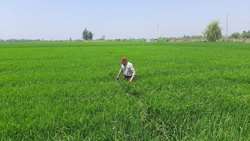 آغاز عملیات کنترل بیولوژیک آفت در ۸۰۰ هکتار از شالیزارهای جویبار