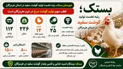 بستک، قطب مهم تولید و تامین گوشت سفید در استان هرمزگان 