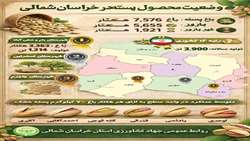 اینفوگرافی وضعیت محصول پسته در خراسان شمالی