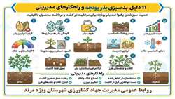 اینفوگرافی اهمیت سبز شدن یکنواخت بذر یونجه برای موفقیت درکشت وبرداشت محصول با کیفیت