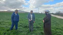 بازدید رئیس سازمان جهاد کشاورزی از مزارع کشاورزی شهرستان مانه 
