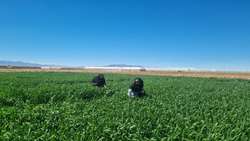  پایش مستمر مزارع گندم اشکذر برای پیشگیری از شیوع آفت سن و بیماری زنگ زرد