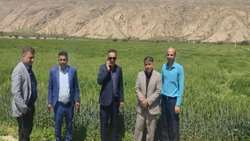 پایش مستمر مزارع گندم و جو در شهرستان خنج ادامه دارد