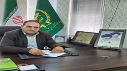 ضرورت پایش دقیق مزارع گندم برای پیشگیری از خسارت آفت سن گندم