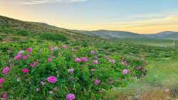 تولید ۷هزار تن گل محمدی در شهرستان داراب
