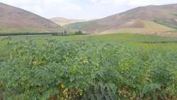 رهاسازی زنبور براکون در مزارع نخود شهرستان بدره