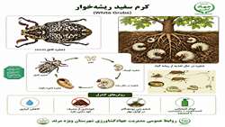 کنترل آفت کرم سفید ریشه 