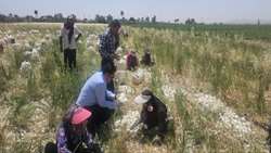 تولید ۲۶هزار تن پیاز در مزارع داراب