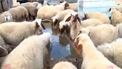 اجرای طرح جهش تولید در دامداری های روستایی و عشایری استان کرمانشاه آغاز شد