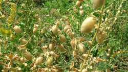 ابلاغ کشت پاییزه نخود در ۳۵۵۰ هکتار از اراضی خراسان شمالی