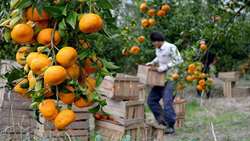 صادرات بیش از ۳۲ هزار تن کیوی و نارنگی از مازندران
