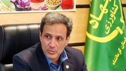 مزارع زعفران کرمانشاه سالانه ۱۰۰ هکتار توسعه می‌یابد
