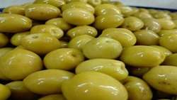 زیتون گیلان در مسیر خودکفایی روغن