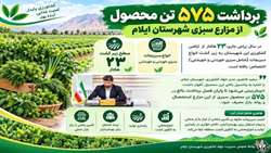 برداشت ۵۷۵ تن محصول از مزارع سبزی  ایلام