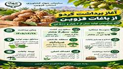 برداشت گردو از باغات استان قزوین