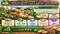 پیش بینی برداشت بیش از ۲۷۲ هزار تن سیب زمینی در استان زنجان 