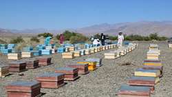 سرشماری ۴۸ هزار کلنی زنبور عسل در جنوب کرمان