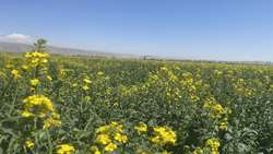 ۱۲۷ هکتار از مزارع کلزای شهرستان گلبهار  بر علیه آفت شته مومی و علفهای هرز سمپاشی شدند