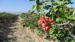 توسعه باغات پسته در اردبیل با سرمایه‌گذاری ۴۰۰ میلیارد تومانی