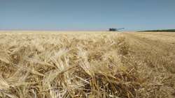 آغاز خرید تضمینی گندم در استان اردبیل/ ۴۹۵ هزار ریال به ازای هر کیلوگرم
