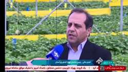تولید سالانه بیش از ۸۰۰ هزار تن سیب‌زمینی در  استان اردبیل؛ جایگاه نخست اردبیل در بذر سیب‌زمینی 