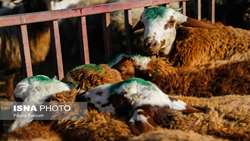 خرید حمایتی دام به قیمت نود هزار تومان در قم